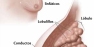 Esta imagen muestra los lobulillos y conductos dentro del seno. Muestra también los ganglios linfáticos cercanos al seno